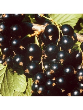 Смородина черная традиционные сорта 