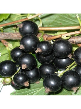 Смородина черная традиционные сорта 