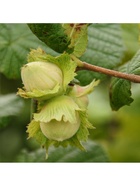 Фундук (Лещина обыкновенная) "Подарок Ваничевой (№ 42-19)", туба, 1 шт, Весна 2025 10370223 - фото 8996986