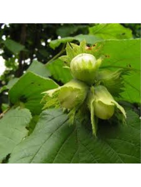 Фундук (Лещина обыкновенная) 