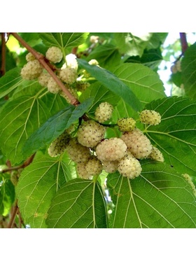 Шелковица белая 