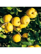 Айва японская Золотистая туба, 1 шт. Весна 2026  (артикул 10370231)  большой выбор товаров оптом и в розницу по низким ценам с доставкой