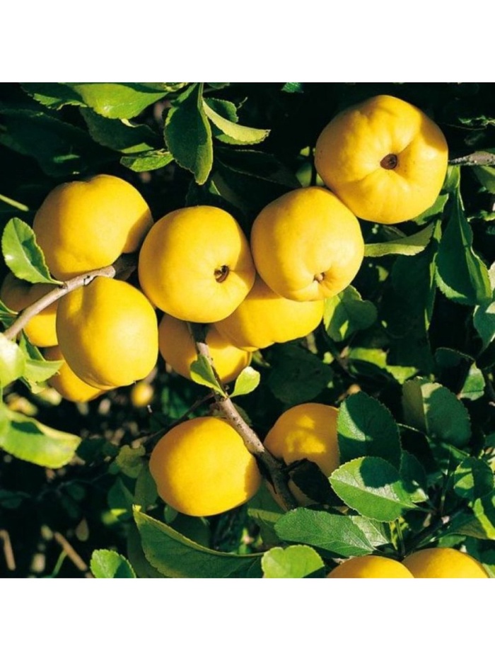 Айва японская Золотистая туба, 1 шт. Весна 2026