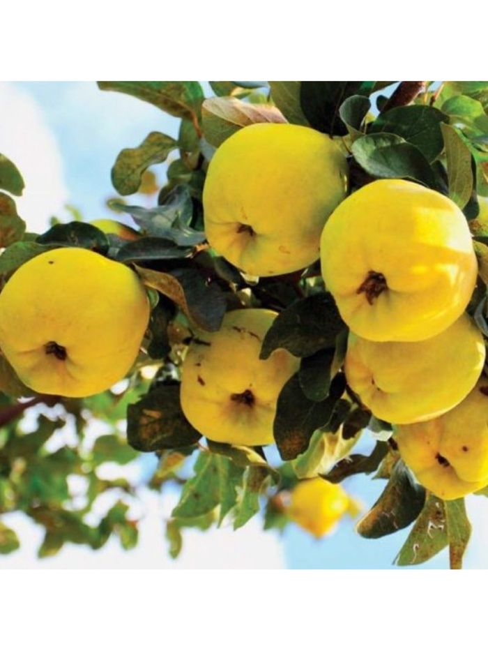 Айва японская Мускатная туба 1 шт., Весна 2026