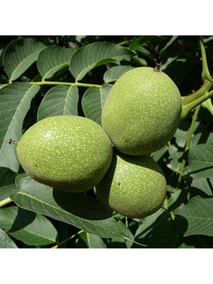 Орех грецкий 