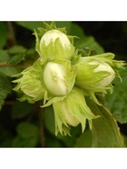 Фундук (Лещина обыкновенная) "Трапезунд", туба, 1 шт, Весна 2026 10370238