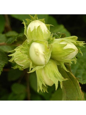 Фундук (Лещина обыкновенная) 