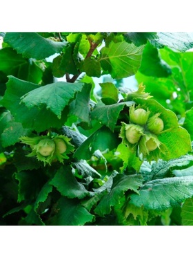 Фундук (Лещина обыкновенная) 