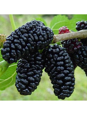 Шелковица черная 