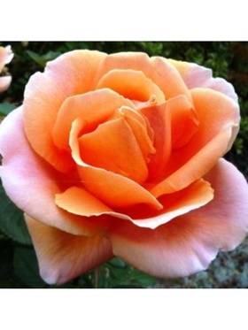 Саженец Роза чайно-гибридная 