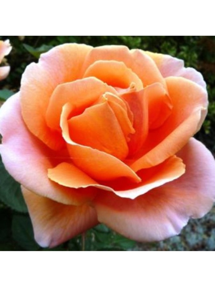 Саженец Роза чайно-гибридная Абей де Клуни, туба, 1 шт. Весна 2026 - Фото 1