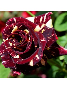 Саженец Роза чайно-гибридная 