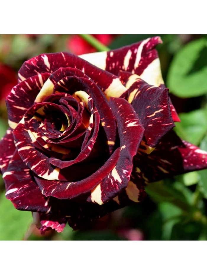 Саженец Роза чайно-гибридная "Абракадабра", туба, 1 шт, Весна 2025 - Фото 1