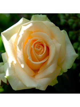 Саженец Роза чайно-гибридная 