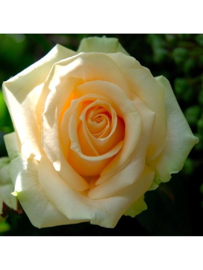 Саженец Роза чайно-гибридная "Аваланш", туба, 1 шт, Весна 2025