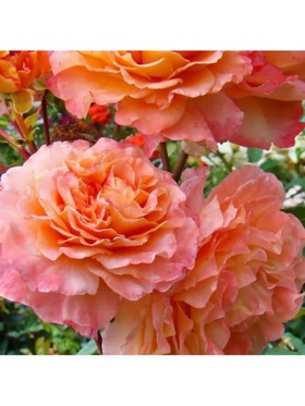 Саженец Роза чайно-гибридная 