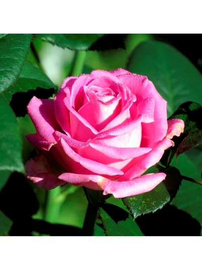 Саженец Роза чайно-гибридная "Аква", туба, 1 шт, Весна 2025