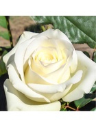 Саженец Роза чайно-гибридная "Анастасия", туба, 1 шт, Весна 2025  (артикул 10370247)  большой выбор товаров оптом и в розницу по низким ценам с доставкой