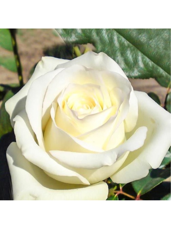 Саженец Роза чайно-гибридная 