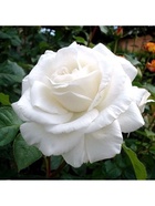 Саженец Роза чайно-гибридная Аннапурна, туба, 1 шт. Весна 2026  (артикул 10370249)  большой выбор товаров оптом и в розницу по низким ценам с доставкой