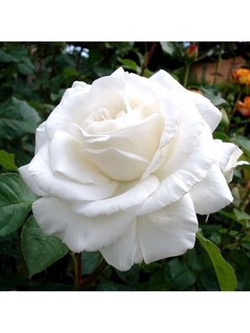 Саженец Роза чайно-гибридная 