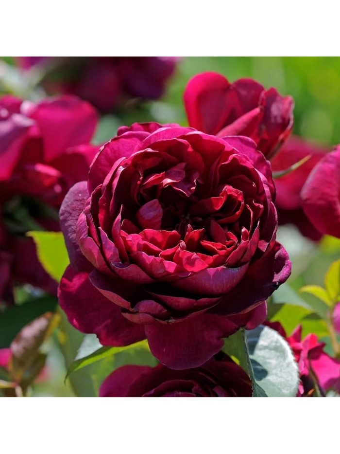 Саженец Роза чайно-гибридная Аскот, туба, 1 шт. Весна 2026 - Фото 1