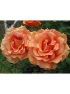 Саженец Роза чайно-гибридная Ашрам, туба, 1 шт. Весна 2026  (артикул 10370252)  большой выбор товаров оптом и в розницу по низким ценам с доставкой