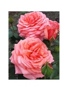 Саженец Роза чайно-гибридная Бермуда, туба, 1 шт. Весна 2026  (артикул 10370253)  большой выбор товаров оптом и в розницу по низким ценам с доставкой