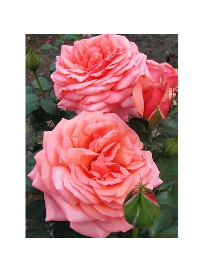 Саженец Роза чайно-гибридная Бермуда, туба, 1 шт. Весна 2026