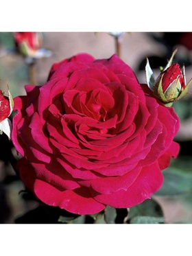 Саженец Роза чайно-гибридная 