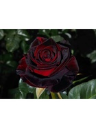 Саженец Роза чайно-гибридная "Блэк Баккара", туба, 1 шт, Весна 2025  (артикул 10370255)  большой выбор товаров оптом и в розницу по низким ценам с доставкой