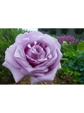 Саженец Роза чайно-гибридная 