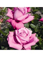 Саженец Роза чайно-гибридная "Блю Парфюм", туба, 1 шт, Весна 2025  (артикул 10370257)  большой выбор товаров оптом и в розницу по низким ценам с доставкой