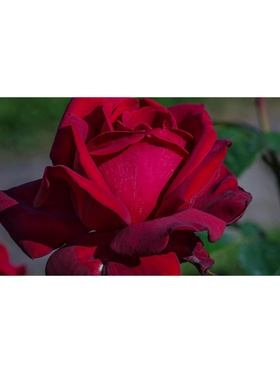 Саженец Роза чайно-гибридная 