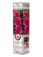 Саженец Роза чайно-гибридная Виолет Парфюм, туба, 1 шт. Весна 2026  (артикул 10370263)  большой выбор товаров оптом и в розницу по низким ценам с доставкой