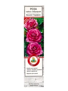 Саженец Роза чайно-гибридная Виолет Парфюм, туба, 1 шт. Весна 2026  (артикул 10370263)  большой выбор товаров оптом и в розницу по низким ценам с доставкой