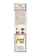 Саженец Роза чайно-гибридная Виолет Парфюм, туба, 1 шт. Весна 2026  (артикул 10370263)  большой выбор товаров оптом и в розницу по низким ценам с доставкой