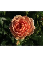 Саженец Роза чайно-гибридная Гейша, туба, 1 шт. Весна 2026  (артикул 10370264)  большой выбор товаров оптом и в розницу по низким ценам с доставкой