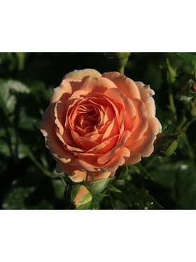 Саженец Роза чайно-гибридная 