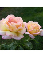 Саженец Роза чайно-гибридная "Глория Дей (Пис)", туба, 1 шт, Весна 2025  (артикул 10370266)  большой выбор товаров оптом и в розницу по низким ценам с доставкой