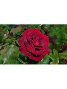 Саженец Роза чайно-гибридная 