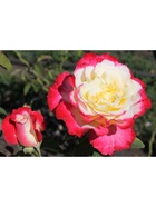 Саженец Роза чайно-гибридная "Дабл Делайт", туба, 1 шт, Весна 2025  (артикул 10370268)  большой выбор товаров оптом и в розницу по низким ценам с доставкой