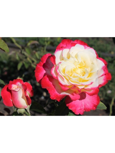 Саженец Роза чайно-гибридная "Дабл Делайт", туба, 1 шт, Весна 2025