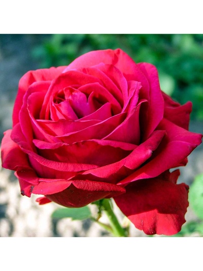 Саженец Роза чайно-гибридная "Дам де Кер", туба, 1 шт, Весна 2025