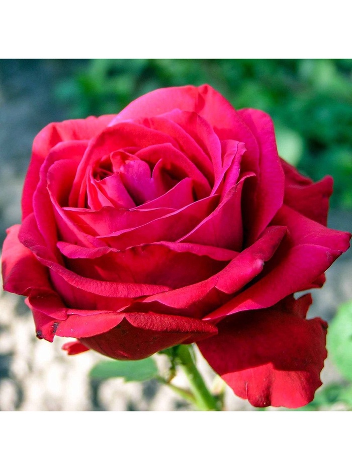 Саженец Роза чайно-гибридная 