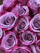 Саженец Роза чайно-гибридная Дип Ватэ, туба, 1 шт. Весна 2026  (артикул 10370272)  большой выбор товаров оптом и в розницу по низким ценам с доставкой