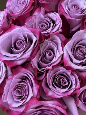 Саженец Роза чайно-гибридная «Дип Ватэ» туба, 1 шт., Весна 2026