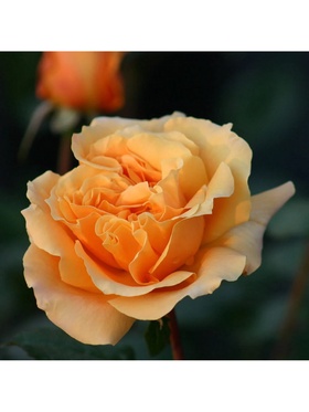 Саженец Роза чайно-гибридная «Дорис Тистерман» туба, 1 шт., Весна 2026