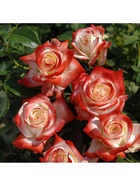 Саженец Роза чайно-гибридная "Императрица Фара", туба, 1 шт, Весна 2025  (артикул 10370276)  большой выбор товаров оптом и в розницу по низким ценам с доставкой