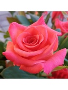 Саженец Роза чайно-гибридная Импульс, туба, 1 шт. Весна 2026  (артикул 10370277)  большой выбор товаров оптом и в розницу по низким ценам с доставкой